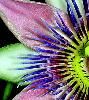 My PassionFlower, Sudbury — A My PassionFlower Wedding is unique and memorable!