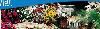 Waterfront Gardens, Bahia Mar Beach Resort & Yachting Center, Fort Lauderdale — Photo
