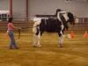 Arena, Topsfield Fairgrounds, Topsfield
