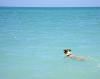 Garrison Photography, Princeton — Dog in ocean - watercolor.