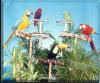 Promotions Plus, Brooksville — Comedy Bird Shows.....roller skating,basketball
            and much,much more!