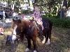 Promotions Plus, Brooksville — Ponies, Petting Farms Too!
