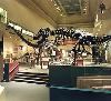 Dinosaur Hall, Smithsonian National Museum of Natural History, Washington — Dinosaur Hall features an extensive collection of fossilized skeletons and cast models, including the carnivorous Tyrannosaurus Rex facing off with the Triceratops. The Triceratops exhibit shows the first accurate dinosaur skeleton in virtual motion, achieved through the use of scanning and digital technology. 

Adjacent to the dinosaurs are exhibitions on life in the ancient seas, fossilized plants and animals of the Ice Age. Dinosaur Hall can accommodate up to 80 guests for a seated dinner, or it may be used in conjunction with other galleries for a standing reception.