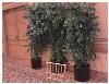 Tree And Palm Rentals, Sherman Oaks — Trees for all short term evnts