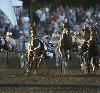 Cal Expo Harness Racing