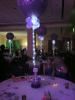 The Balloon People, Scottsdale — So pretty with the twinkle lights incorporated