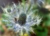 Soest Herbaceous Display Garden, University of Washington Botanic Gardens, Seattle — Seaholly