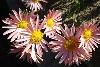 Soest Herbaceous Display Garden, University of Washington Botanic Gardens, Seattle — Chrysanthmum