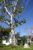 White House and Garden Courtyard, Calamigos Equestrian, Burbank