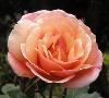 The Rose Garden, The Huntington Library, Art Collections, and Botanical Gardens, San Marino — Gruss an Coburg