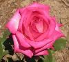 The Rose Garden, The Huntington Library, Art Collections, and Botanical Gardens, San Marino — Signature