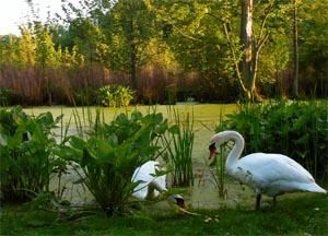 Pair of swans residing in Grand Rapids