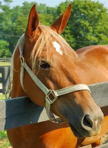 Enjoy Horse Racing in Kentucky