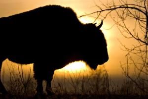 Bison Dawn